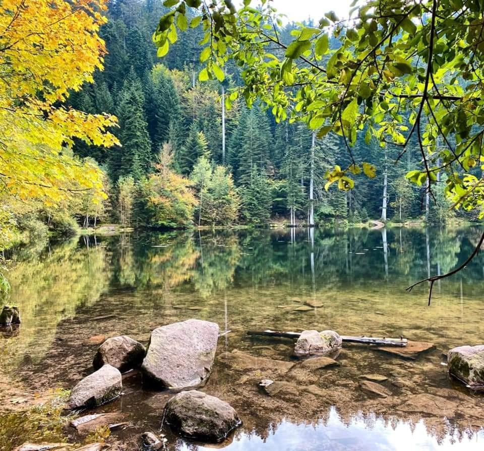 Gite De Rarounette Au Coeur Des Vosges Celles-sur-Plaine Extérieur photo