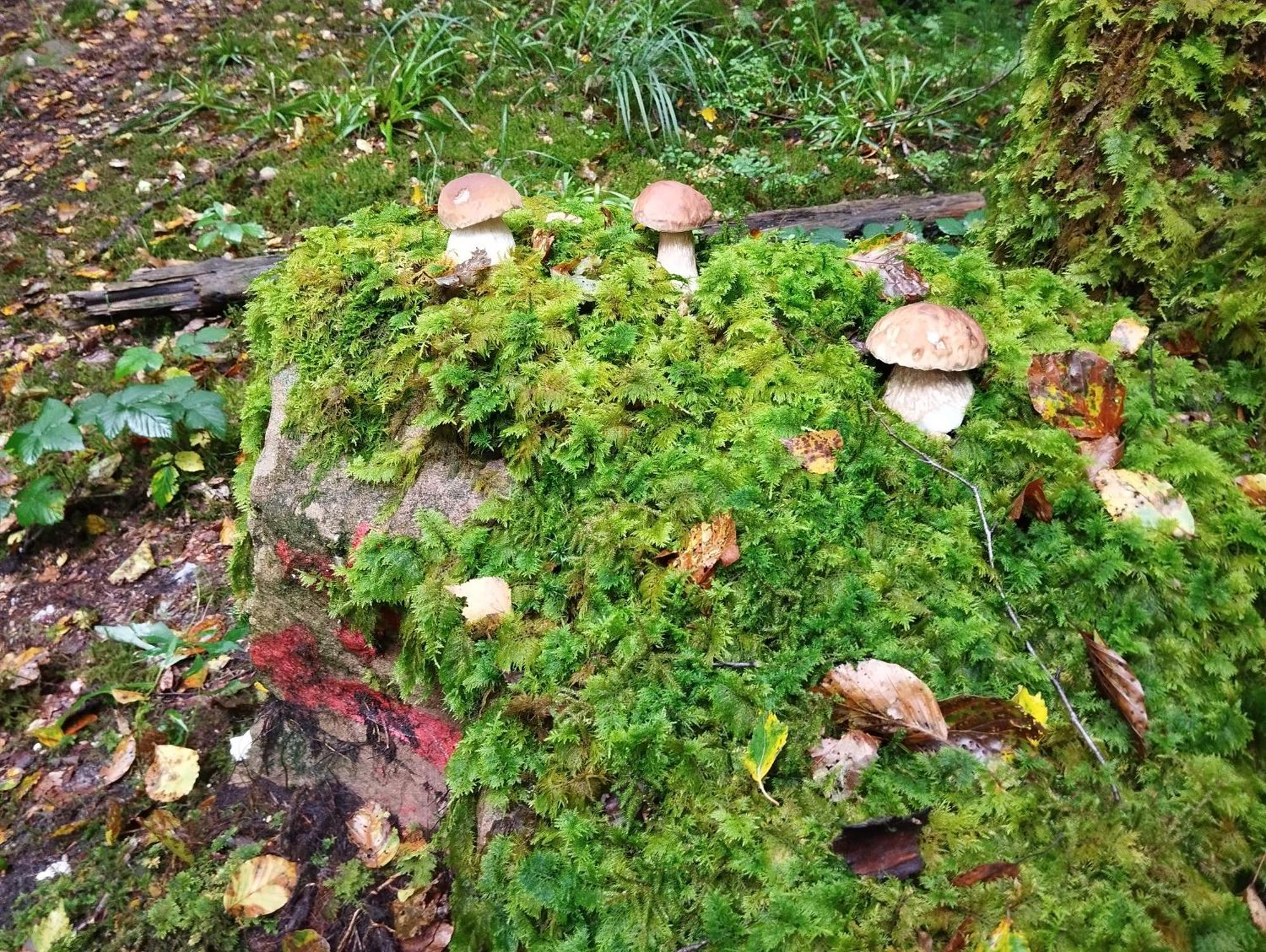 Gite De Rarounette Au Coeur Des Vosges Celles-sur-Plaine Extérieur photo