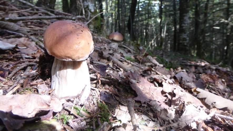 Gite De Rarounette Au Coeur Des Vosges Celles-sur-Plaine Extérieur photo