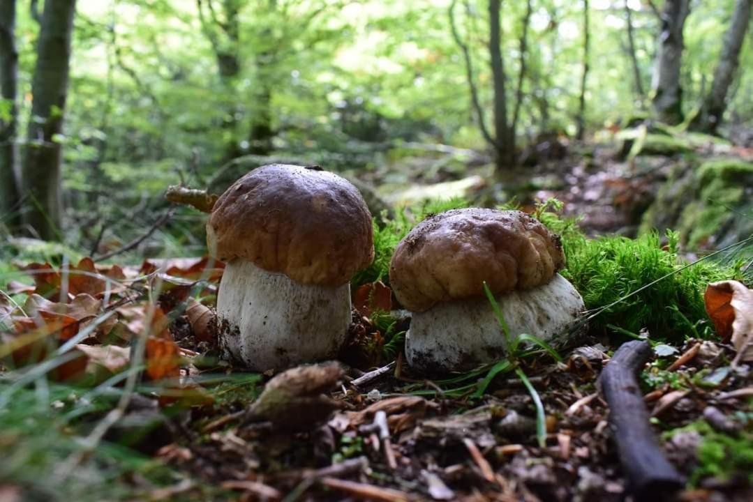 Gite De Rarounette Au Coeur Des Vosges Celles-sur-Plaine Extérieur photo