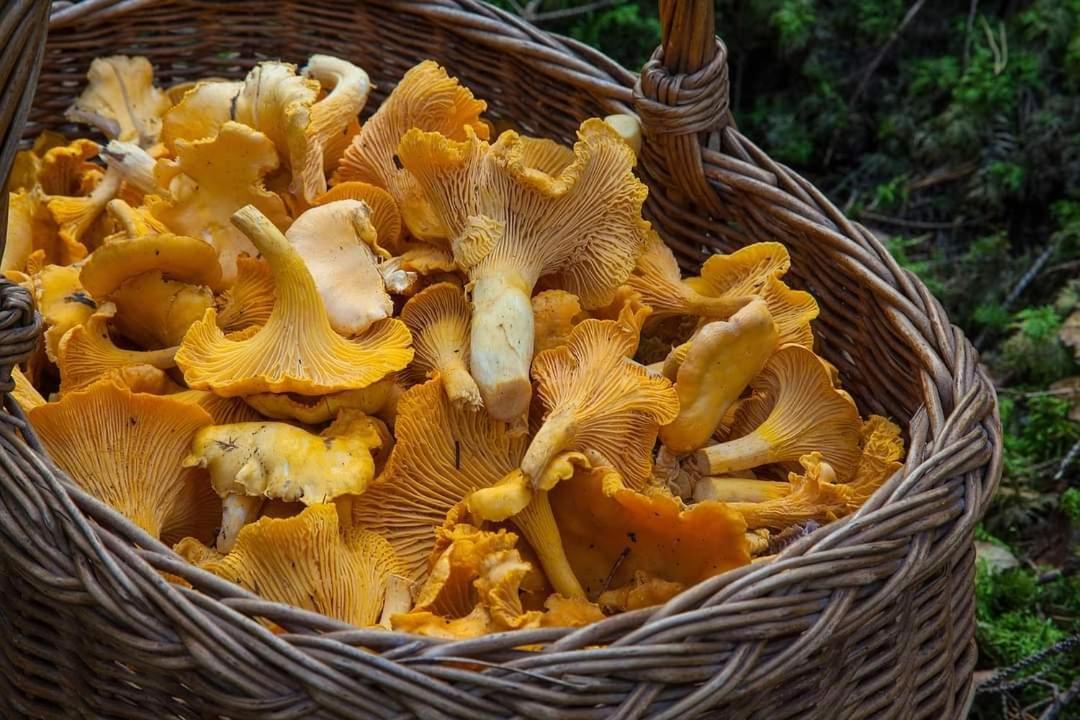 Gite De Rarounette Au Coeur Des Vosges Celles-sur-Plaine Extérieur photo